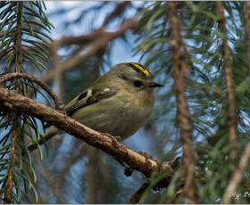 Wintergoldhähnchen