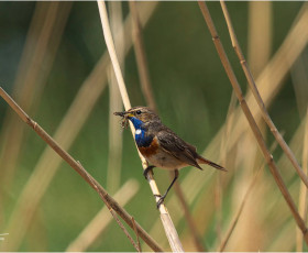 Blaukehlchen