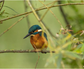 Eisvogel