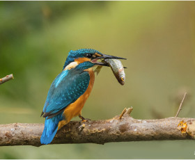 Eisvogel mit Beute an der Windischen Lache