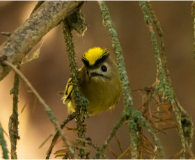 Wintergoldhähnchen