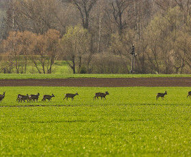 Rehe in der Nähe der Kleingartenanlage